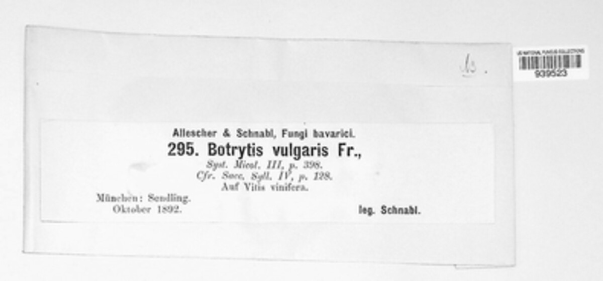 Botrytis cinerea image